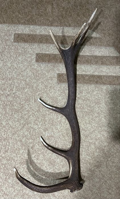 Голям рог от благороден елен