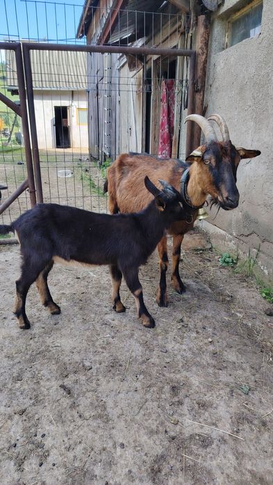 Capra Alpin Francez