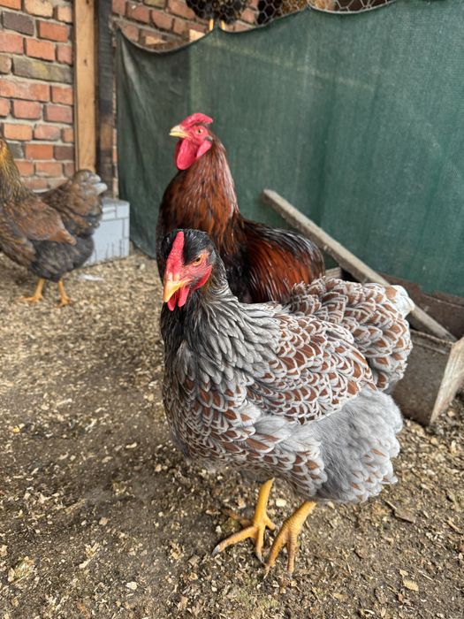 Oua pentru incubat wyandotte gsg ,splash,rosu albastru