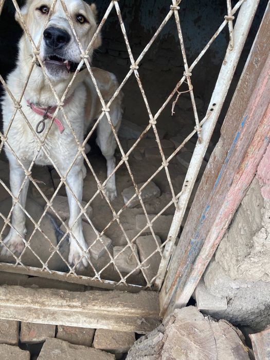 Kuchuk alabay 1.2 sola