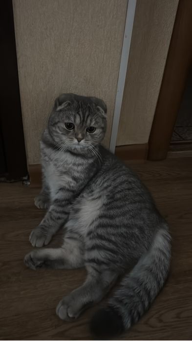 Ищем кота для вязки