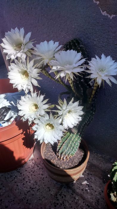 Цъфтящ кактус ехинопсис