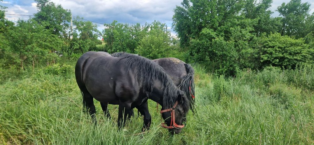 Vând 2 manze una are 3 si una 4 anivând 2 manze foarte frumoase una de 3 ani gestanta de 3 luni si cealaltă are 4 ani amândouă au pașapoarte