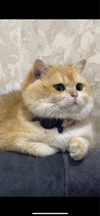 mushuk vyazkaga zalataya shinshilla ny11