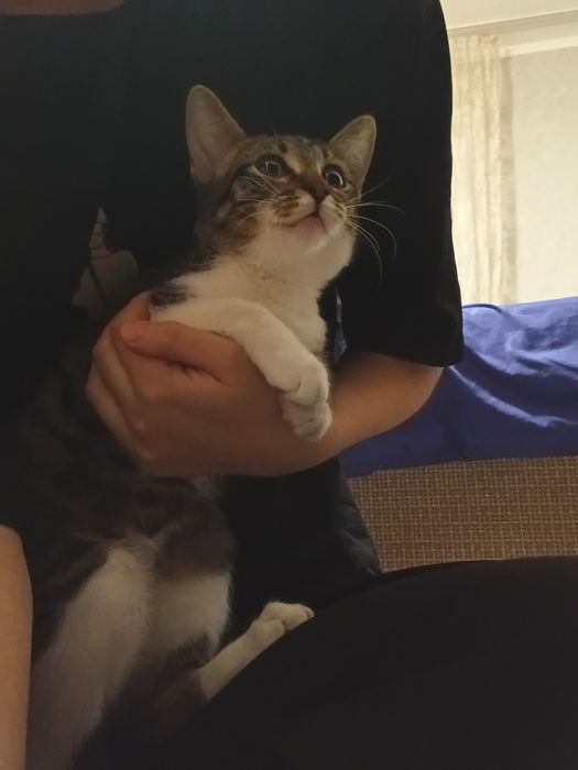 Котейка в добрые руки