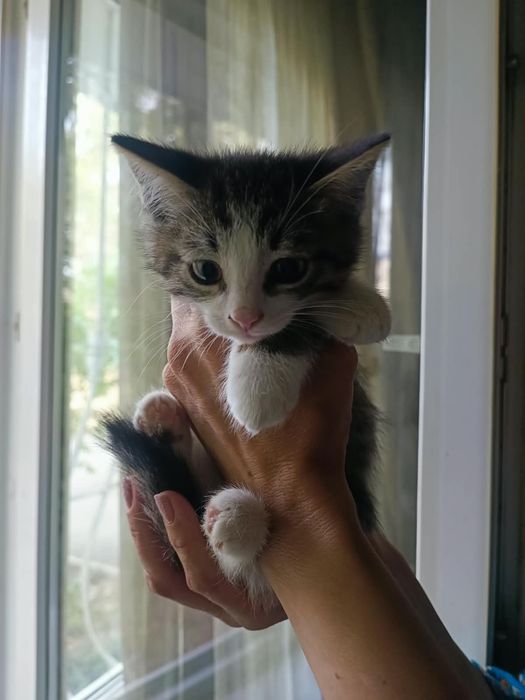 Ласковые котята ищут доброго человека!