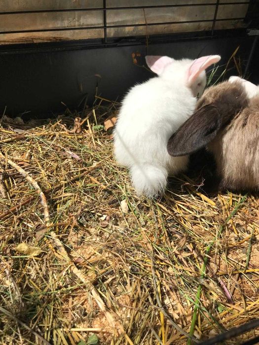 Iepurasi pitici berbec german - mini lop - trimit in tara