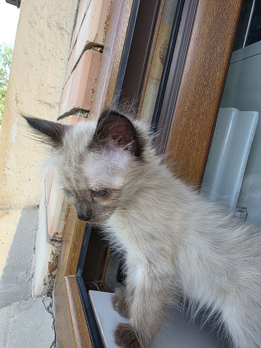 Отам в добрую  семью котенка