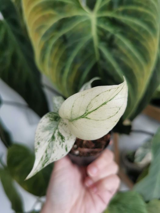 Monstera White Monster