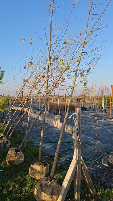 Platan - Mesteacan  - Frasin - Stejar