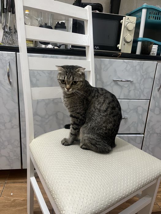 Кот вислоухо бесплатно