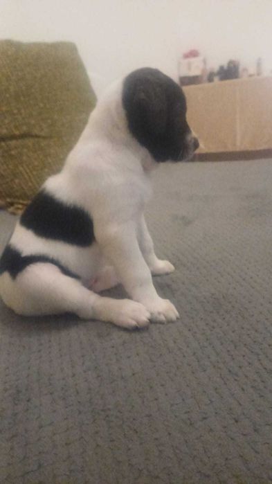 Pui amstaff (femela)