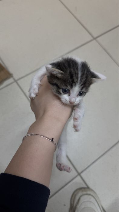 Отдам в добрые руки котят