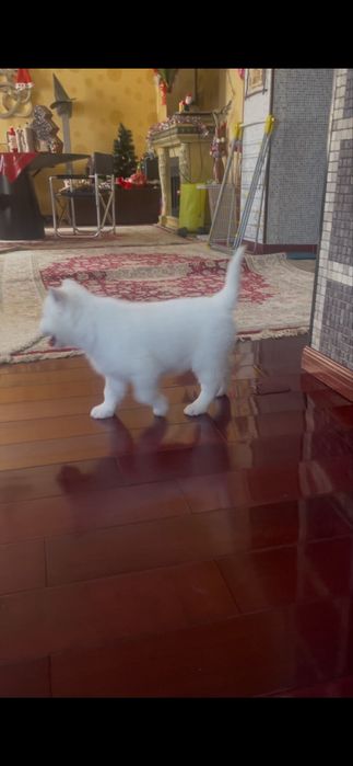 Белые хаски только в Питомнике Хаски Планета