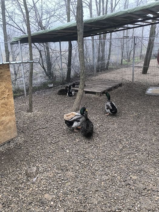 Ouă pentru incubat rață Rouen – rasă curată