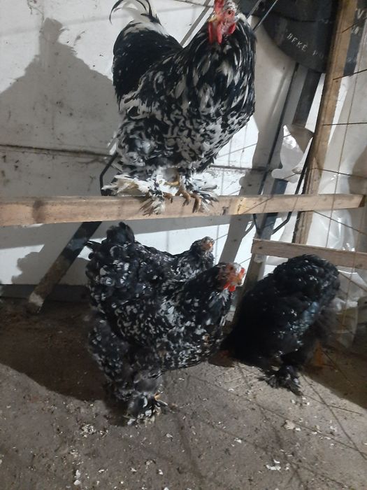 Vind brahma  diferite culori.