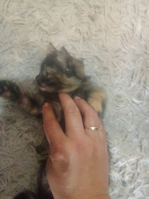 Отдадим котята бесплатно