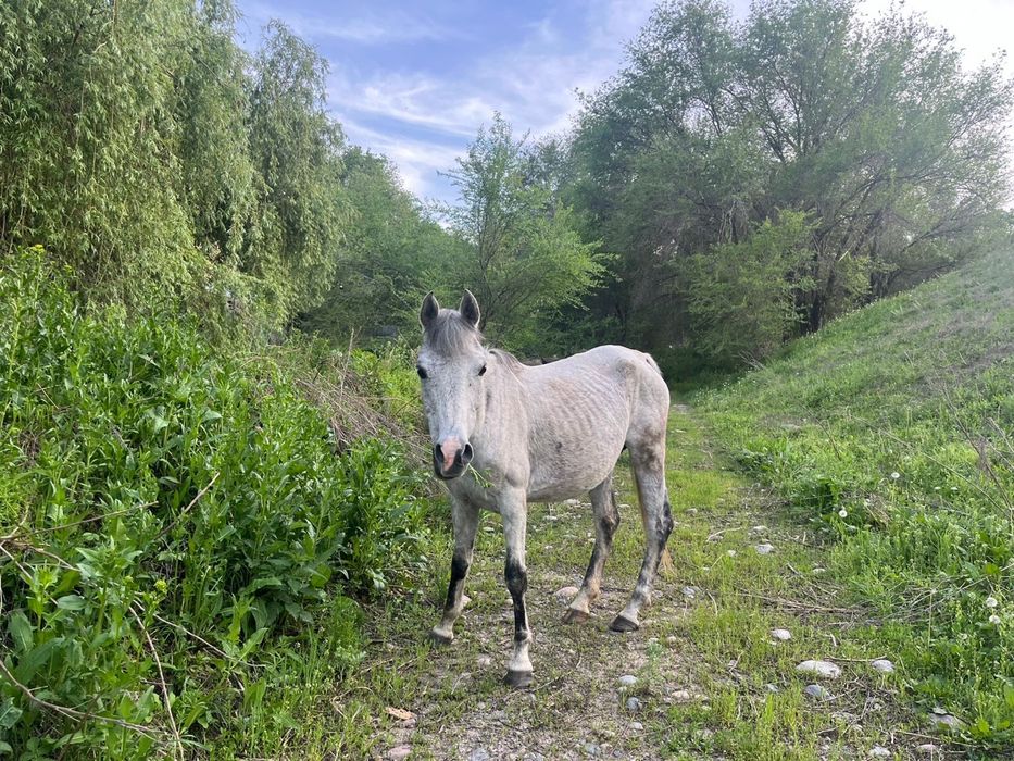 Продам кобылу арабка