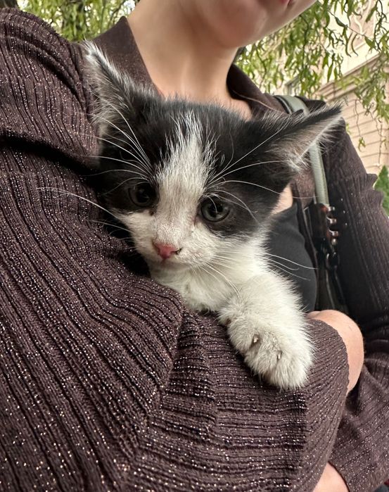 Котята МАЛЬЧИКИ в добрые руки