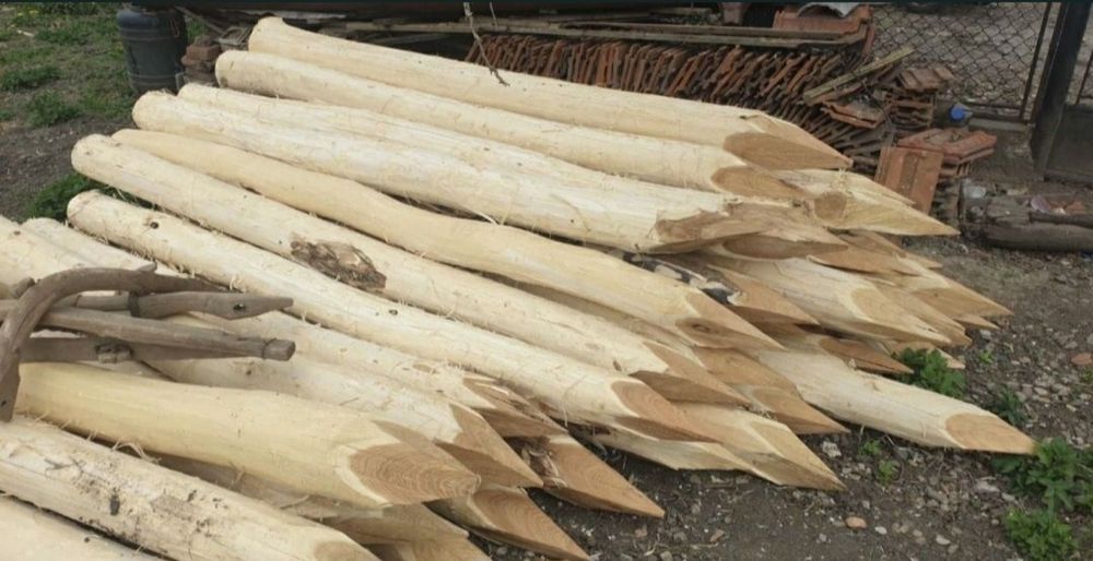 Pari de gard ascuțiți  salcâm