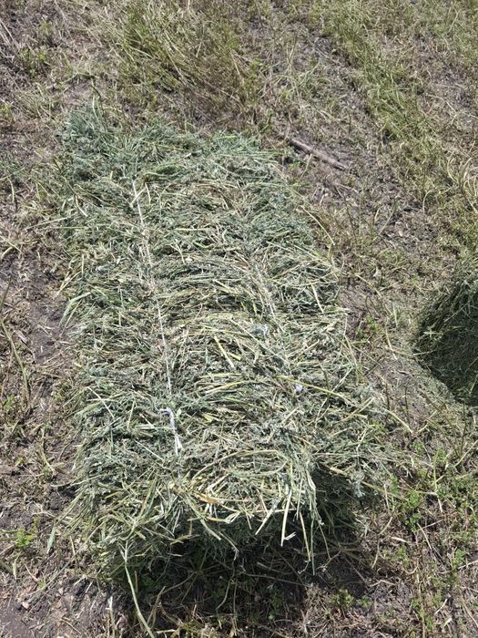 Продам клевер(жоңышқа)