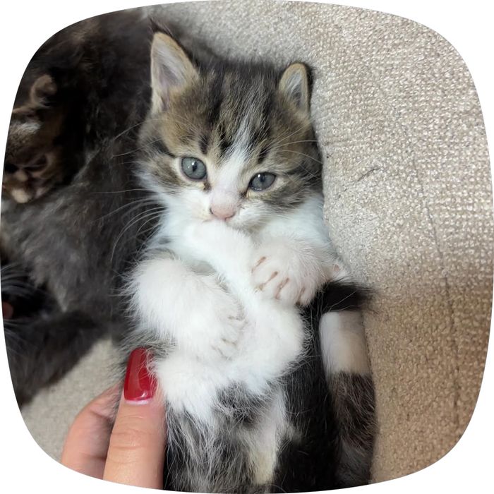 Котята в добрые руки!