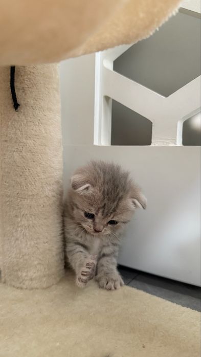 Шотлагдские котята