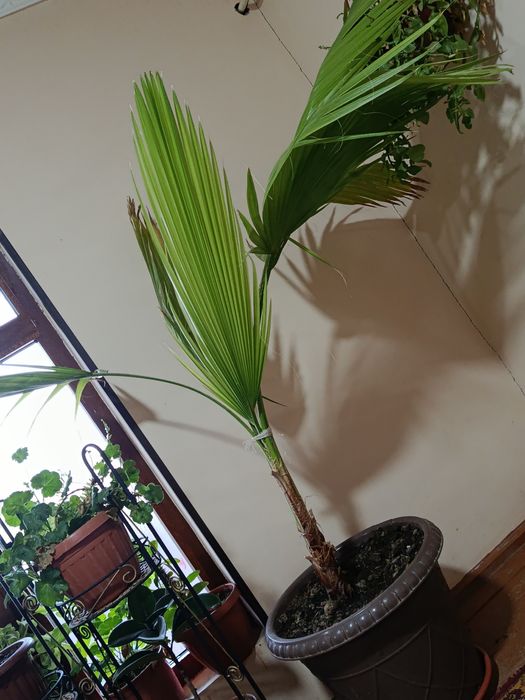 Vashingtonia palmasi boʻyi 60sm
