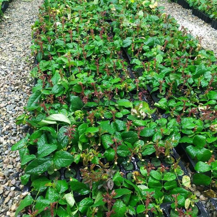 Агро вата для выращивание Розы