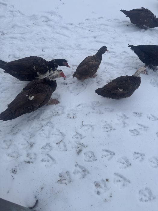 Продам индоутки домашние