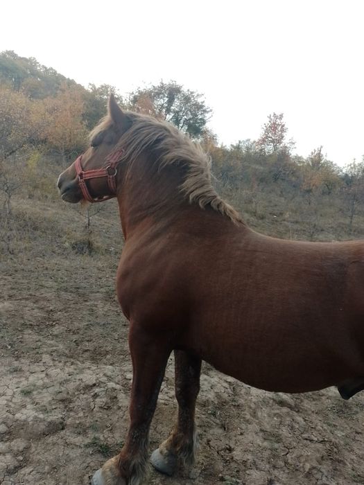 Vând sau schimb cu tractor  armasar de 2 ani linia Miutescu