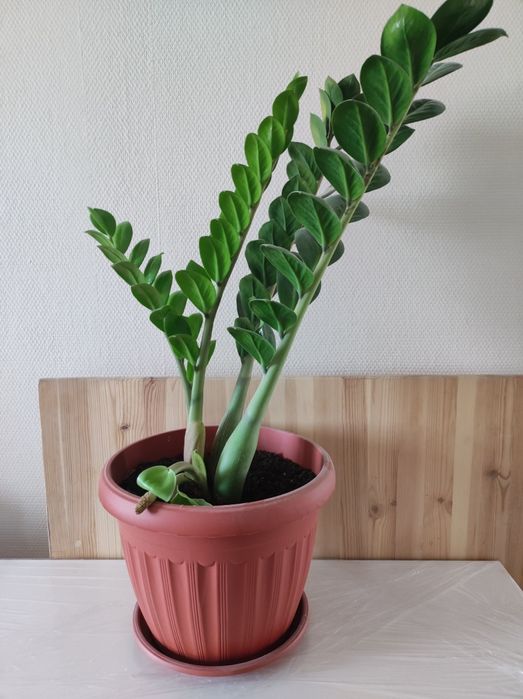 Денежное дерево Замиокулькас