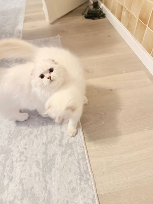 Котки сребриста чинчила
