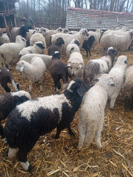 Vând miei de Paști