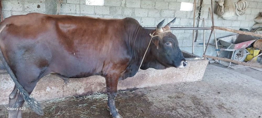 Buqa va gʻunojin sotiladi 25mlndan 8.5 oylik bugʻoz jondor tumanida 93