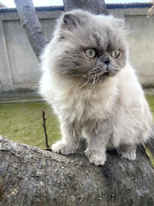 Skotish fold blue poind (haylandi)