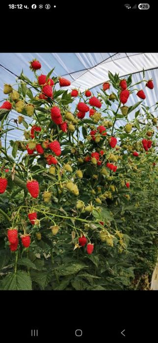 Продавам разсад ягоди и малини