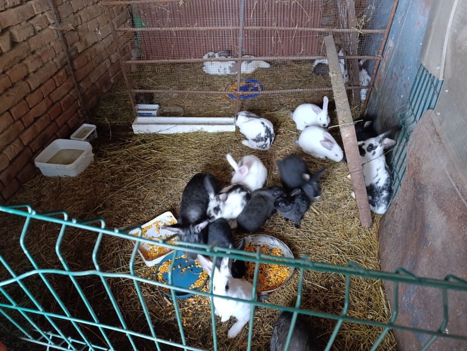 Зайци женски мъжки