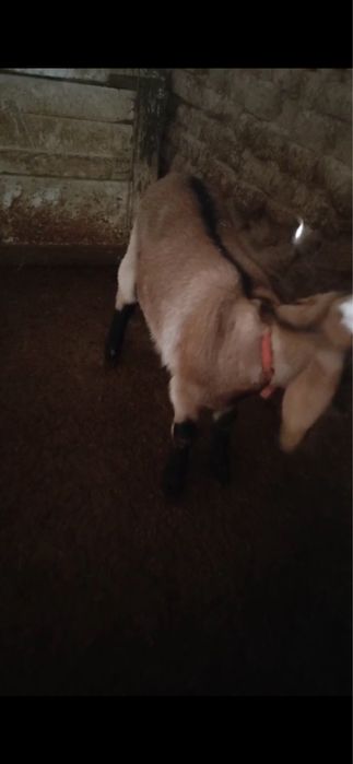 Ешкі нуби шібіш сатылады