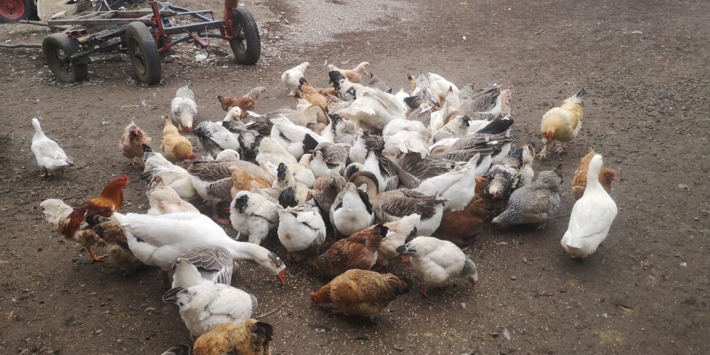 Vând găini rațe si gâște