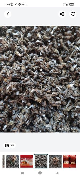 Подмор     пчелы