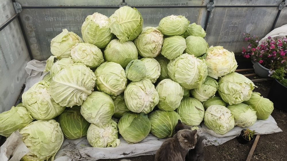 Продам домашнюю капусту. Мегатон
