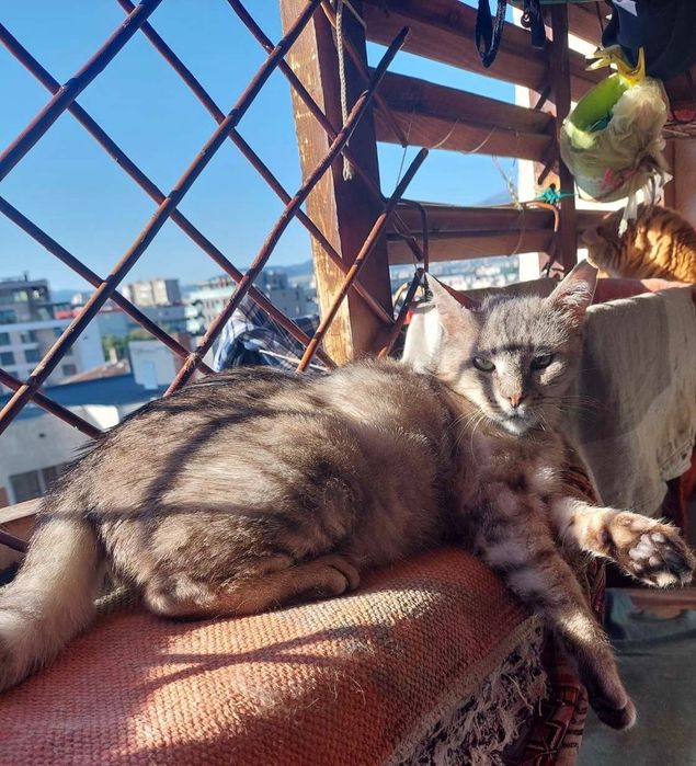 Сив Таби котарак търси дом