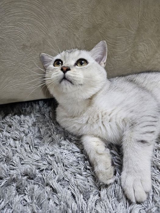 Чистокровная шиншилла