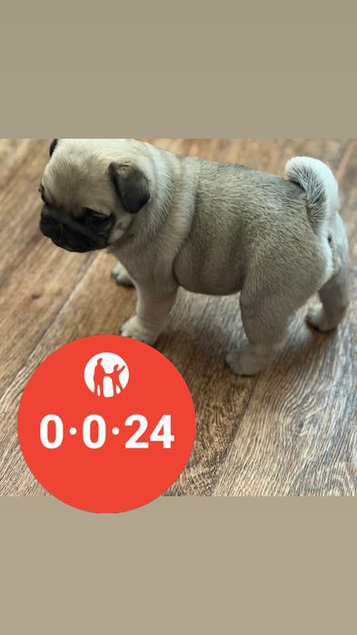 Продаю щенка мопса