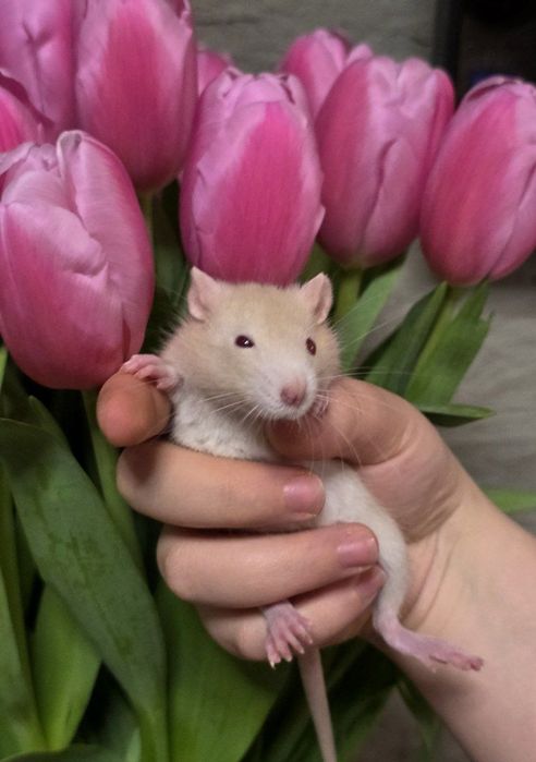 Декоративные крысы