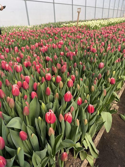 Тюльпаны с теплицы, без посредников !