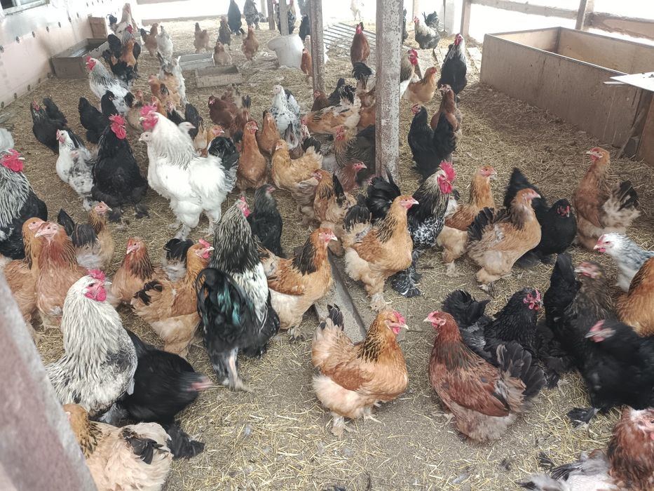 Продам куриц и цыплят