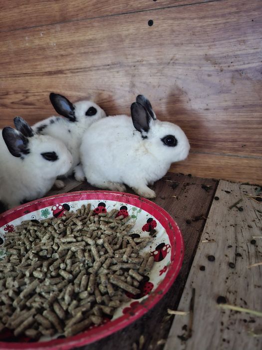 Iepurași drăgălași