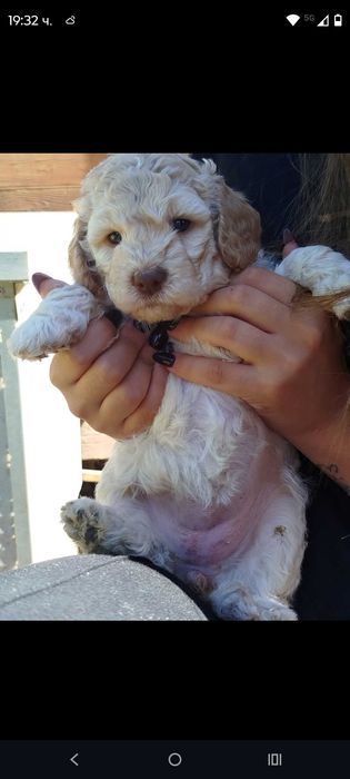Lagotto Romanolio